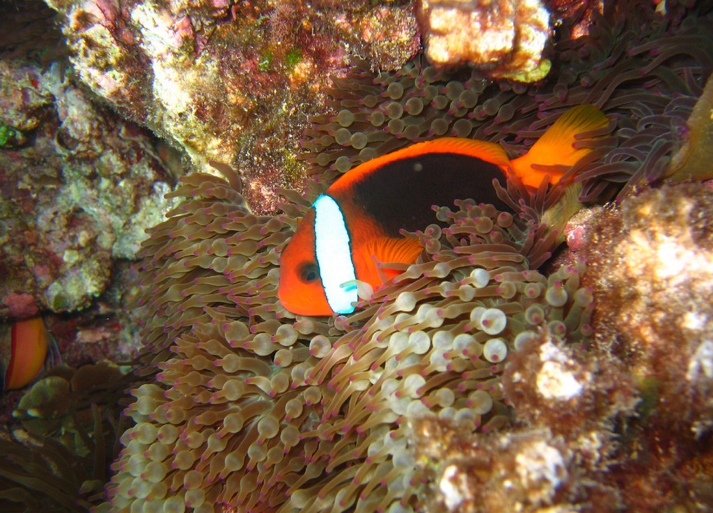 Amphiprion melanopus (Pesce pagliaccio rosso e nero)